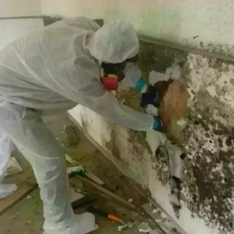 Mold Remediation and Removal in Kirkland, WA